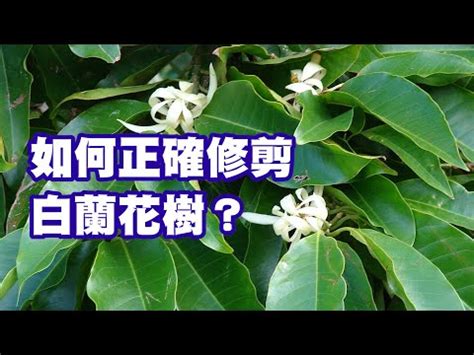 玉蘭花風水禁忌|【玉蘭花風水禁忌】玉蘭花樹的風水禁忌種植要注意什麼 